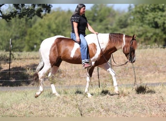 American Paint Horse, Stallion, 3 years, Pinto