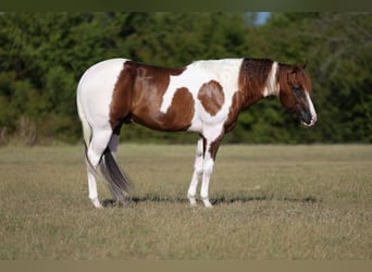 American Paint Horse, Stallion, 3 years, Pinto