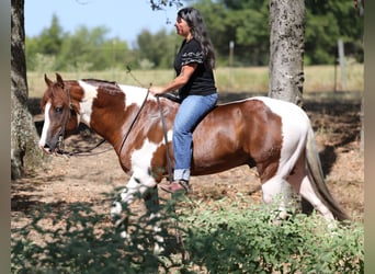 American Paint Horse, Stallion, 3 years, Pinto