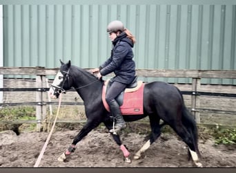 American Paint Horse, Stallion, 4 years, 13,2 hh, Black