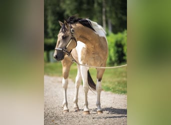 American Paint Horse, Stallion, 4 years, 14.1 hh, Buckskin