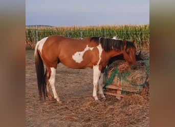 American Paint Horse, Stallion, 4 years, 14,1 hh, Tobiano-all-colors