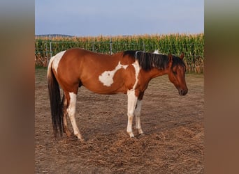 American Paint Horse, Stallion, 5 years, 14.2 hh, Tobiano-all-colors