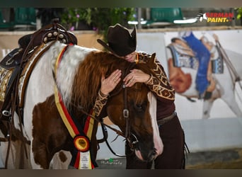 American Paint Horse, Stallion, 5 years, 15.2 hh, Tobiano-all-colors