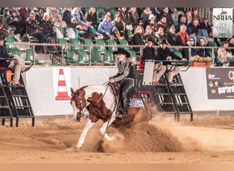 American Paint Horse, Stallion, 5 years, 15.2 hh, Tobiano-all-colors