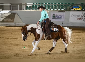American Paint Horse, Stallion, 5 years, 15.2 hh, Tobiano-all-colors
