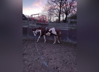 American Paint Horse, Stallion, 6 years, 14.1 hh, Overo-all-colors