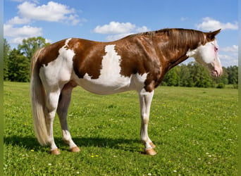 American Paint Horse, Stallion, 6 years, 14.1 hh, Overo-all-colors