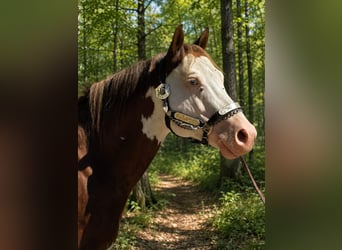 American Paint Horse, Stallion, 6 years, 14.1 hh, Overo-all-colors