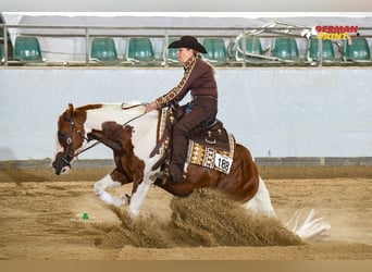 American Paint Horse, Stallion, 6 years, 15.2 hh, Tobiano-all-colors
