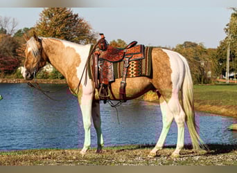 American Paint Horse, Stallion, 6 years, 15,1 hh, Tobiano-all-colors