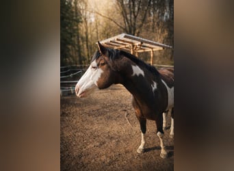 American Paint Horse, Stallion, 7 years, 14,2 hh, Pinto