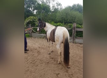 American Paint Horse, Stallion, 7 years, 15.1 hh, Grullo