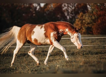 American Paint Horse, Stallion, 8 years, 14.1 hh, Chestnut-Red