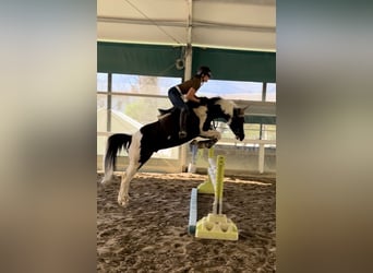 American Paint Horse, Stallion, 9 years, 14.2 hh, Tobiano-all-colors