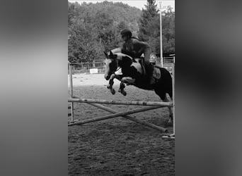 American Paint Horse, Stallion, 9 years, 15 hh, Pinto