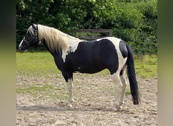 American Paint Horse, Stallion, 7 years, 14,2 hh