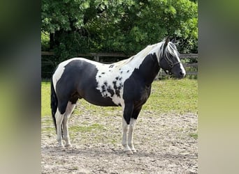 American Paint Horse, Stallion, 7 years, 14,2 hh