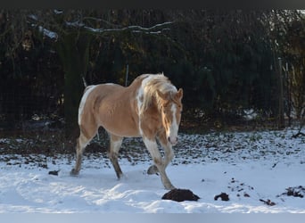 American Paint Horse, Stallion, 27 years, 15 hh, Champagne