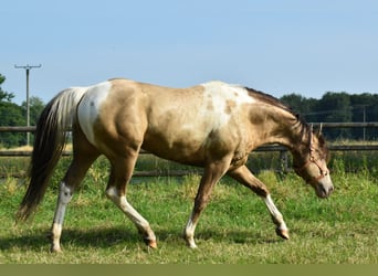 American Paint Horse, Stallion, 6 years, 15,2 hh, Champagne
