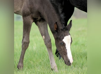 American Paint Horse, Stallion, Foal (04/2026), 14.3 hh, Black