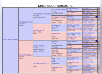 American Paint Horse, Stallion, Foal (04/2026), 14.3 hh, Black