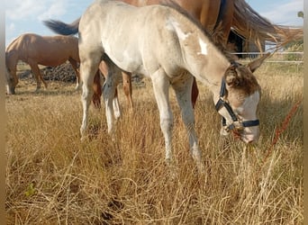 American Paint Horse, Stallion, Foal (05/2026), 14.3 hh, Buckskin