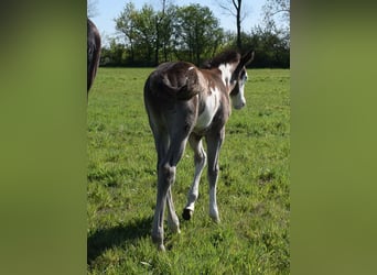 American Paint Horse, Stallion, Foal (04/2025), 14,2 hh, Overo-all-colors