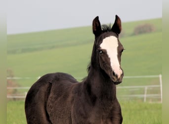 American Paint Horse, Stallion, Foal (04/2026), 14,3 hh, Black