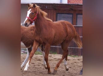 American Paint Horse, Stallion, Foal (03/2025), 14,3 hh, Chestnut-Red