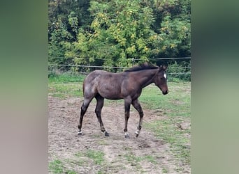 American Paint Horse, Stallion, Foal (06/2026), 15.1 hh, Roan-Bay