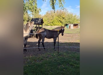 American Paint Horse, Stallion, Foal (06/2026), 15.1 hh, Roan-Bay