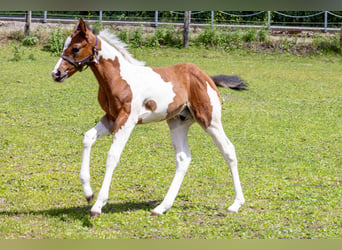 American Paint Horse, Stallion, Foal (05/2026), 15.2 hh, Tobiano-all-colors
