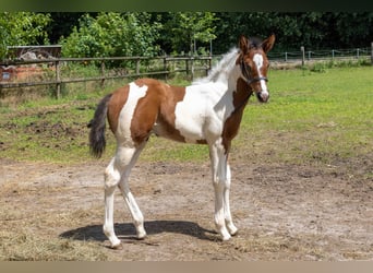 American Paint Horse, Stallion, Foal (05/2026), 15.2 hh, Tobiano-all-colors