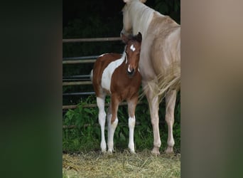 American Paint Horse, Stallion, Foal (04/2026), 15.2 hh, Tobiano-all-colors