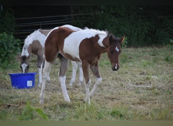 American Paint Horse, Stallion, Foal (04/2026), 15.2 hh, Tobiano-all-colors
