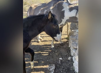 American Paint Horse, Stallion, Foal (06/2026), 15 hh, Black