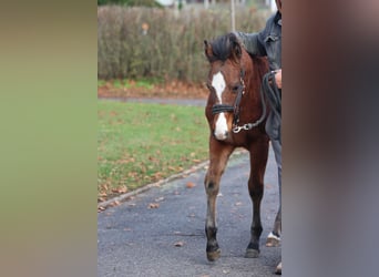American Paint Horse, Stallion, Foal (04/2025), 15 hh, Brown