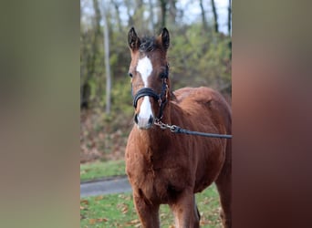American Paint Horse, Stallion, Foal (04/2025), 15 hh, Brown