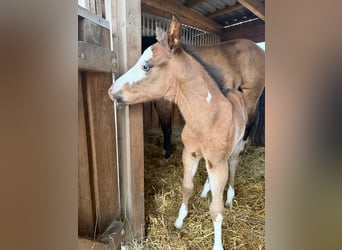 American Paint Horse, Stallion, Foal (03/2026), 15 hh, Brown