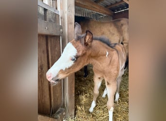American Paint Horse, Stallion, Foal (03/2026), 15 hh, Brown