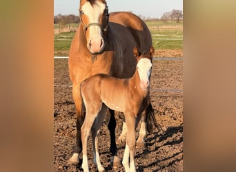 American Paint Horse, Stallion, Foal (03/2026), 15 hh, Brown