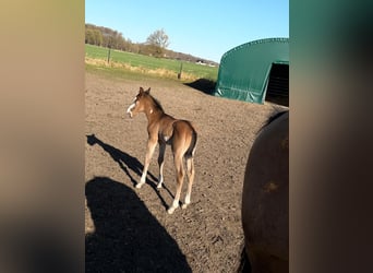 American Paint Horse, Stallion, Foal (03/2026), 15 hh, Brown