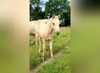 American Paint Horse, Stallion, Foal (04/2026), 15 hh, Buckskin
