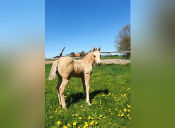 American Paint Horse, Stallion, Foal (04/2026), 15 hh, Buckskin