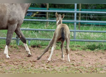 American Paint Horse, Stallion, Foal (04/2025), 15 hh, Champagne