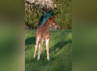 American Paint Horse, Stallion, Foal (04/2026), 15 hh, Chestnut-Red