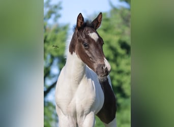 American Paint Horse, Stallion, Foal (04/2025), 15 hh, Pinto