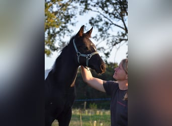 American Paint Horse, Stallion, Foal (06/2026), 15 hh, Tobiano-all-colors