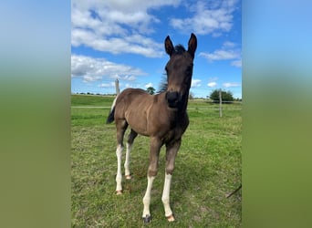 American Paint Horse, Stallion, Foal (06/2026), 15 hh, Tobiano-all-colors